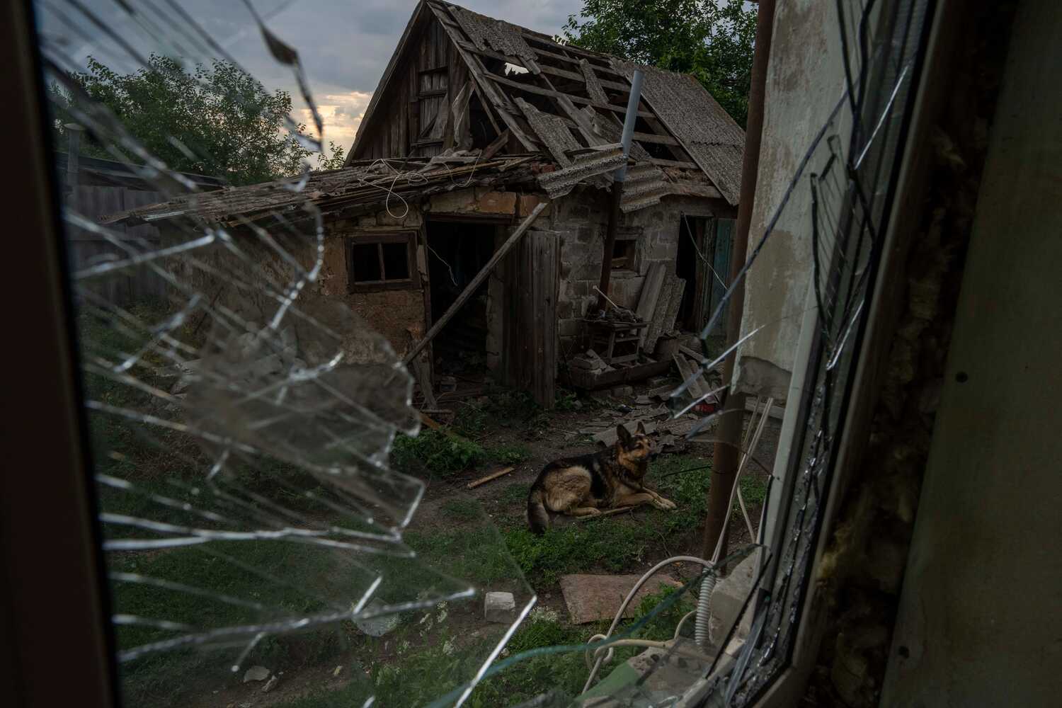A dog named Rem, injured from a Russian rocket attack, sits in the damaged courtyard of his owners, on the outskirts of Pokrovsk